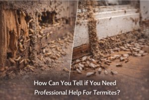How Can You Tell If You Need Professional Help For Termites?