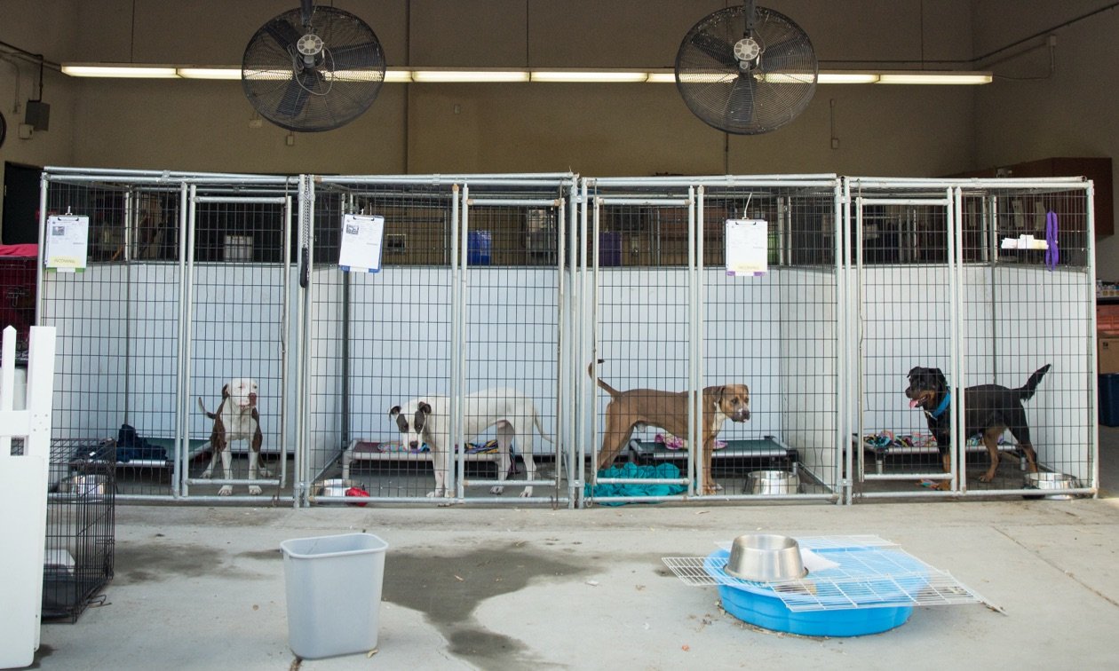 Kennels vs Home Boarding